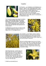 Steckbrief-Forsythien.pdf